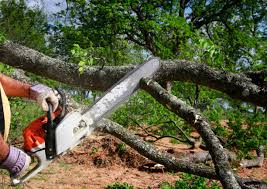 Jonestown, TX Tree Removal and Landscaping Services Company